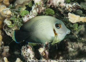 A juvenile mimic surgeonfish photographed in Raja Ampat, Coral Triangle Adventures