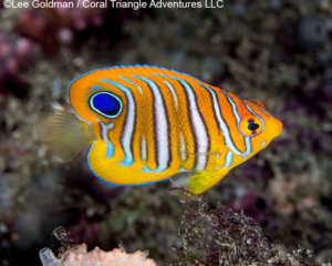 A juvenile regal angelfish photographed in Raja Ampat, Coral Triangle Adventures