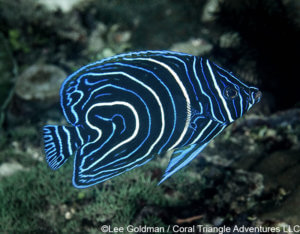 A juvenile semicircle angelfish photographed in Raja Ampat, Coral Triangle Adventures