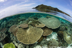 Table corals on a reef in Raja Ampat, Indonesia