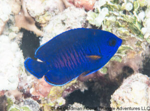 A juvenile twinspine angelfish photographed in Raja Ampat, Coral Triangle Adventures