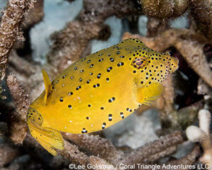 A juvenile yellow boxfish photographed in Raja Ampat, Coral Triangle Adventures