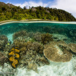 Split photography of reef in Raja Ampat taken by coral triangle adventures