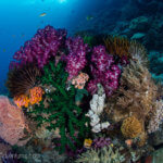 colorful soft corals in raja ampat, indonesia, taken by coral triangle adventures