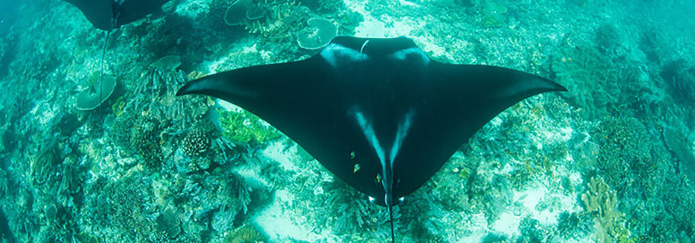 manta rays gliding over reefs in Raja AMpat, photographed by coral triangle adventures