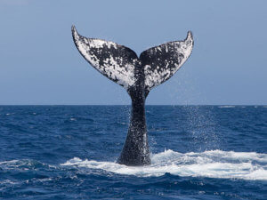 Humpback whale raising its flukes on the Silver Banks, Dominican Republic - coral triangle adventures