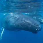 snorkeling with humpback whales in the Silver Banks, Dominican Republic - coral triangle adventures