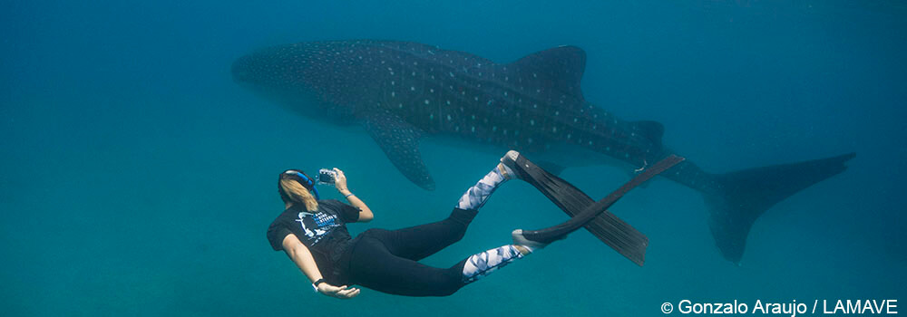 Researcher taking a photo ID of whale sharks in Donsol, Philippines. Coral Triangle Adventures