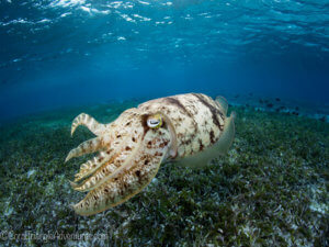 Cuttlefish in Wakatobi - coral triangle adventures