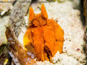 A golden mantis shrimp photographed in Wakatobi - coral triangle adventures
