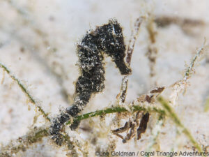 seahorse photographed in wakatobi - coral triangle adventures
