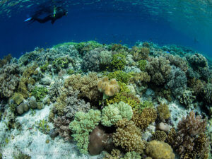 reefs in wakatobi - coral triangle adventures
