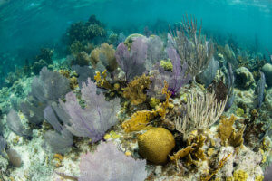 Purple sea fans photographed in Belize - coral triangle adventures
