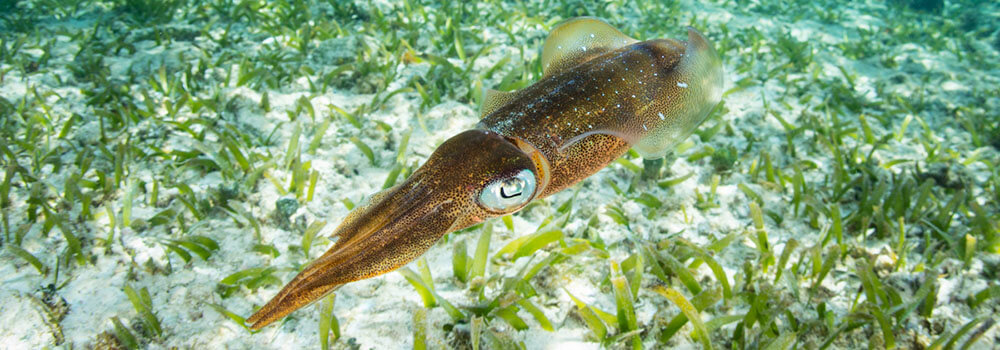 reef squid photographed in Turneffe Atoll, Belize