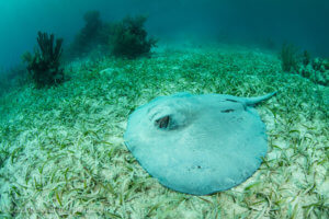 rough-tail stingray photographed in Belize, coral triangle adventures
