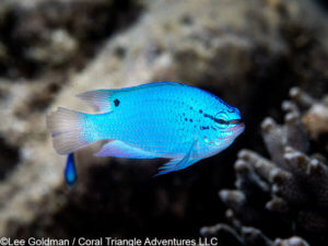 blue devil photographed in Komodo National Park - coral triangle adventures