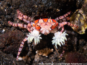 Boxer crab or pom pom crab photographed in Komodo National Park - Coral Triangle Adventures