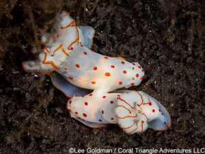 Clown nudibranchs photographed in Komodo National Park - coral triangle adventures