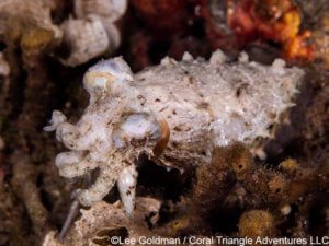 juvenile cuttlefish photographed in Komodo National Park - Coral triangle adventures
