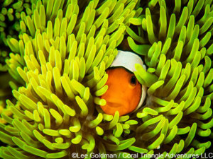 False clown anemonefish peeks out from its host in Komodo National Park - coral triangle adventures