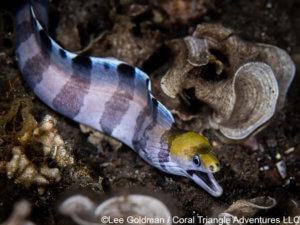 Fimbrited moray eel photographed in Komodo National Park - Coral triangle adventures