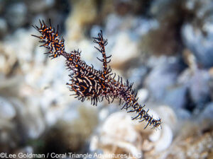 an ornate ghost pipefish photographed in Komodo National Park - coral triangle adventures