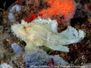 A leaf scorpionfish photographed in Komodo National Park - coral triangle adventures