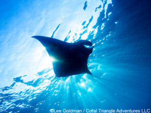 manta ray and sunbeams photographed in komodo national park - coral triangle adventures