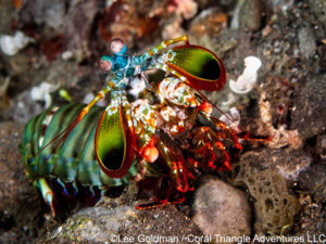 peacock mantis shrimp photographed in komodo national park - coral triangle adventures
