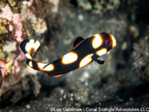 oriental sweetlips photographed in Komodo National Park - coral triangle adventures
