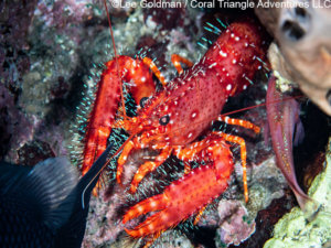 Hairy red reef lobster in komodo national park - coral triangle adventures