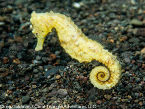 A yellow seahorse in komodo national park - coral triangle adventures