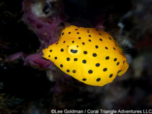 a juvenile yellow boxfish photographed in komodo national park - coral triangle adventures