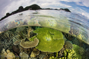 Raja Ampat coral reef life - coral triangle adventures