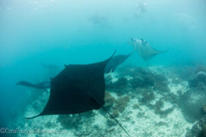 Snorkeling with mantas in Raja Ampat can be a thrilling experience - coral triangle adventures