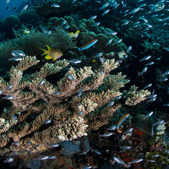 Cardinalfishes congregate around large coral colonies - photographed in Raja Ampat by coral triangle adventures