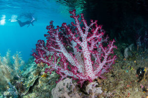 Beautiful soft corals in Raja Ampat - Coral triangle adventures
