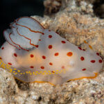 a clown nudibranch lays a series of egg cases in Papua New Guinea - coral triangle adventures