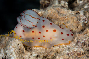 a clown nudibranch lays a series of egg cases in Papua New Guinea - coral triangle adventures