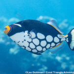 A clown triggerfish photographed in Palau by coral triangle adventures