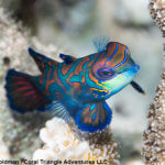 Mandarinfish photographed in Palau by coral triangle adventures