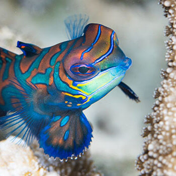 mandarinfish photographed in Palau by coral triangle adventures