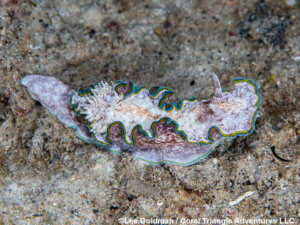 A marbled nudibranch photographed in Palau by coral triangle adventures