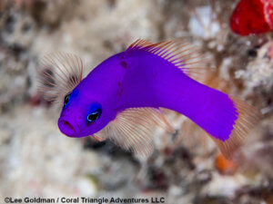 A purple dottybakc photographed in Palau by coral triangle adventures