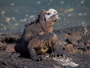Marine iguanas are endemic to the galapagos islands and may have been an important part of Charles Darwin's observations that lead towards his Theory of Natural History