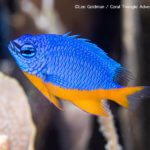 Arnaiz's damselfish photographed while snorkeling in Indonesia by coral triangle adventures