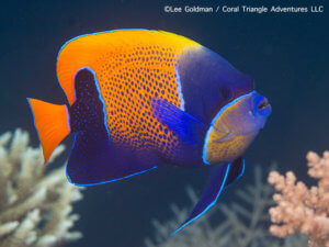 Blue girdled angelfish photographed while snorkeling in Indonesia by coral triangle adventures