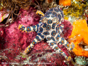 Blue ringed octopus photographed in Komodo by coral triangle adventures