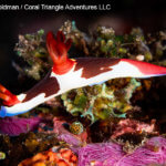 Chamberlain's nudibranch photographed in Komodo by coral triangle adventures