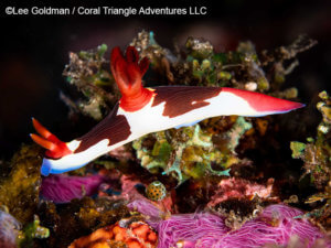 Chamberlain's nudibranch photographed in Komodo by coral triangle adventures